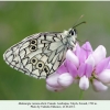 melanargia russiae eberti talysh female 2